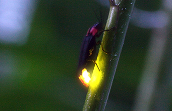 蛍ウォッチング