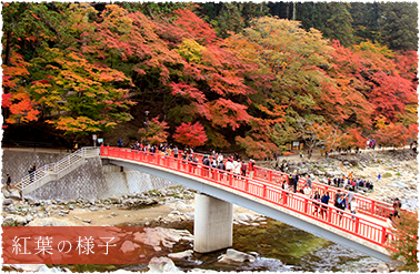 紅葉の様子
